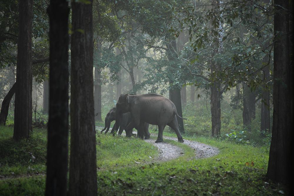 Tholpetty Wildlife Sanctuary — photo 3