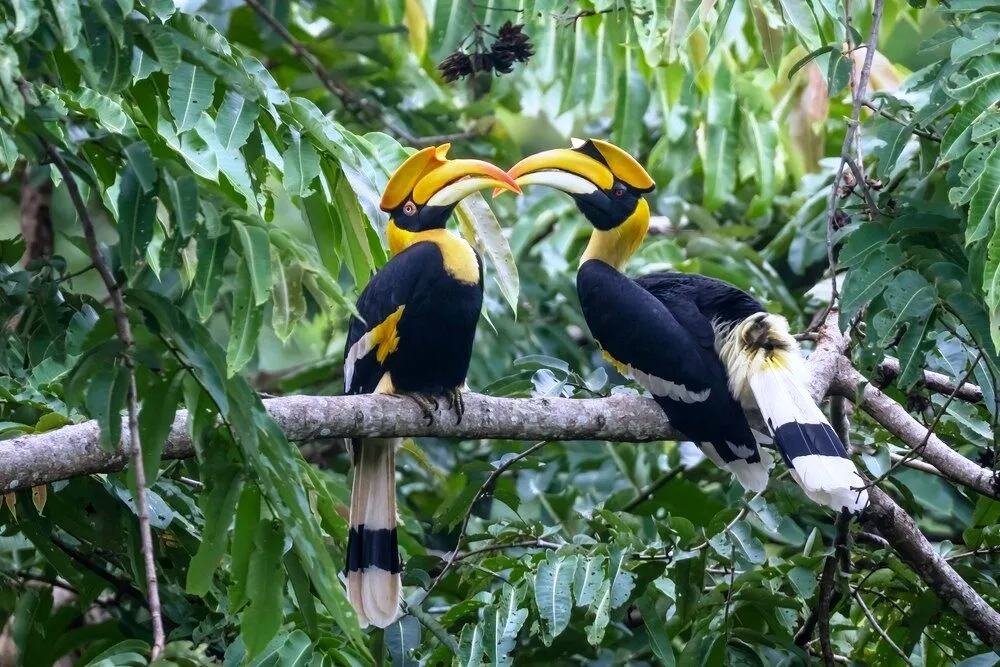 Pakshipathalam  Bird Sanctuary — photo 3