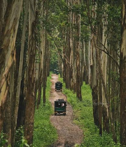 Muthanga Wildlife Sanctuary — photo 2