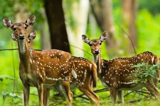 Muthanga Wildlife Sanctuary — photo 3