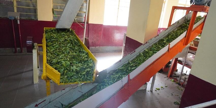 Wayanad Tea Museum — photo 2